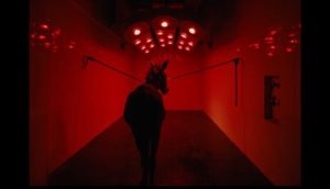 The titular donkey in Jerzy Skolimowski's Eo