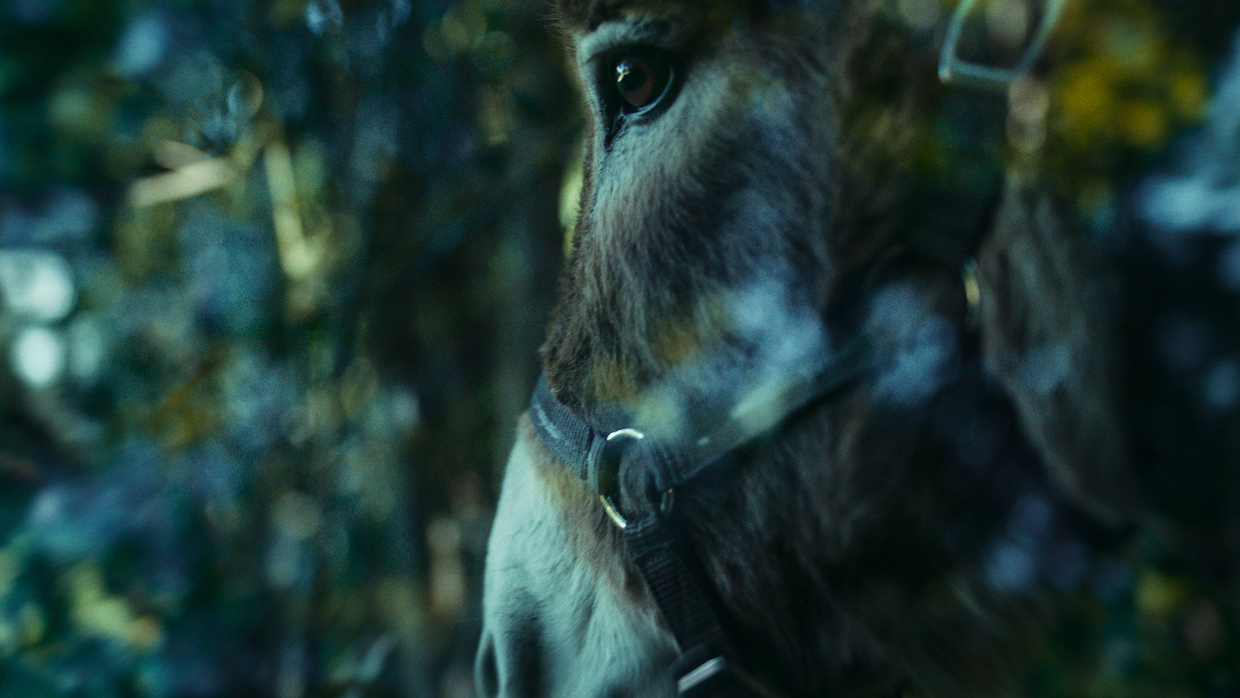 EO (courtesy of Sideshow and Janus films)