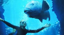 A girl wearing a wetsuit and snorkeling gear swims in the blue open ocean and stares at a sizable saltwater fish.