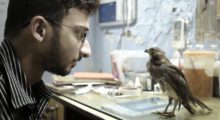 A man wearing glasses and a gray collared shirt looks directly at a black kite bird, which stands on a desk and stares directly back at the man.