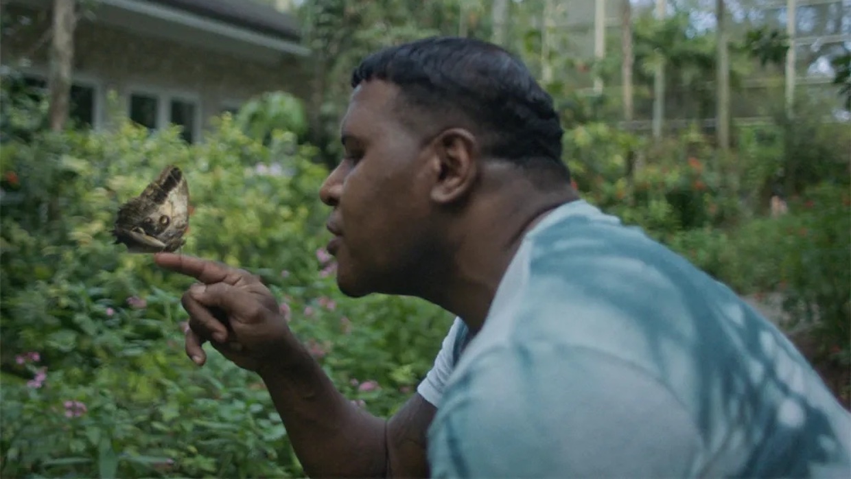 A man wearing a blue shirt stares at a butterfly that is perched in his finger.