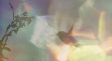 A hummingbird flies amid iridescent fractals of light.