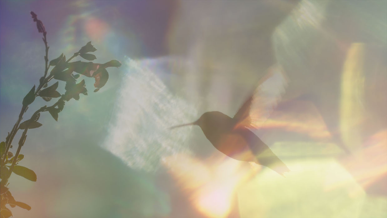A hummingbird flies amid iridescent fractals of light.