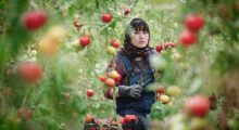 An Afghan woman in gloves and overalls holding pruning shears is gathering isfahan tomatoes from the vine.