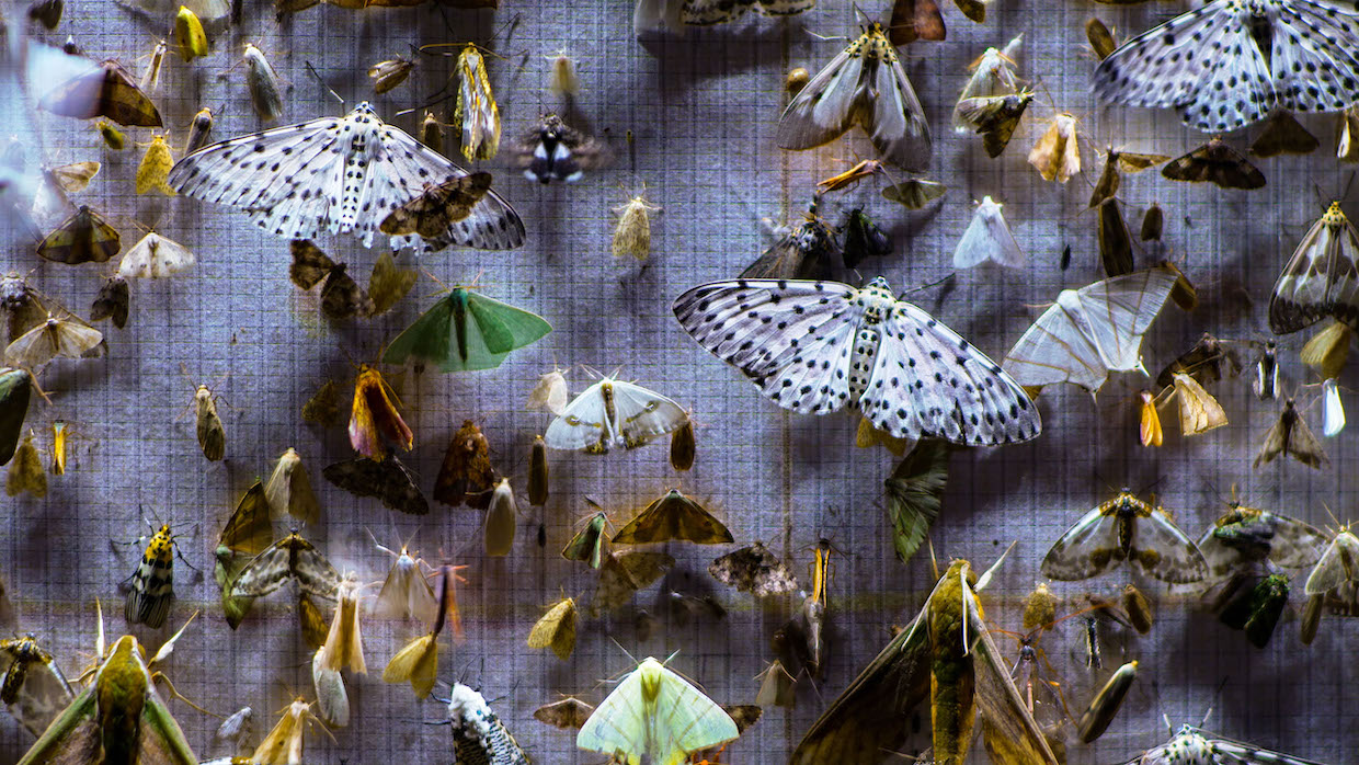 Moths of various sizes and colors swarm a piece of fabric.