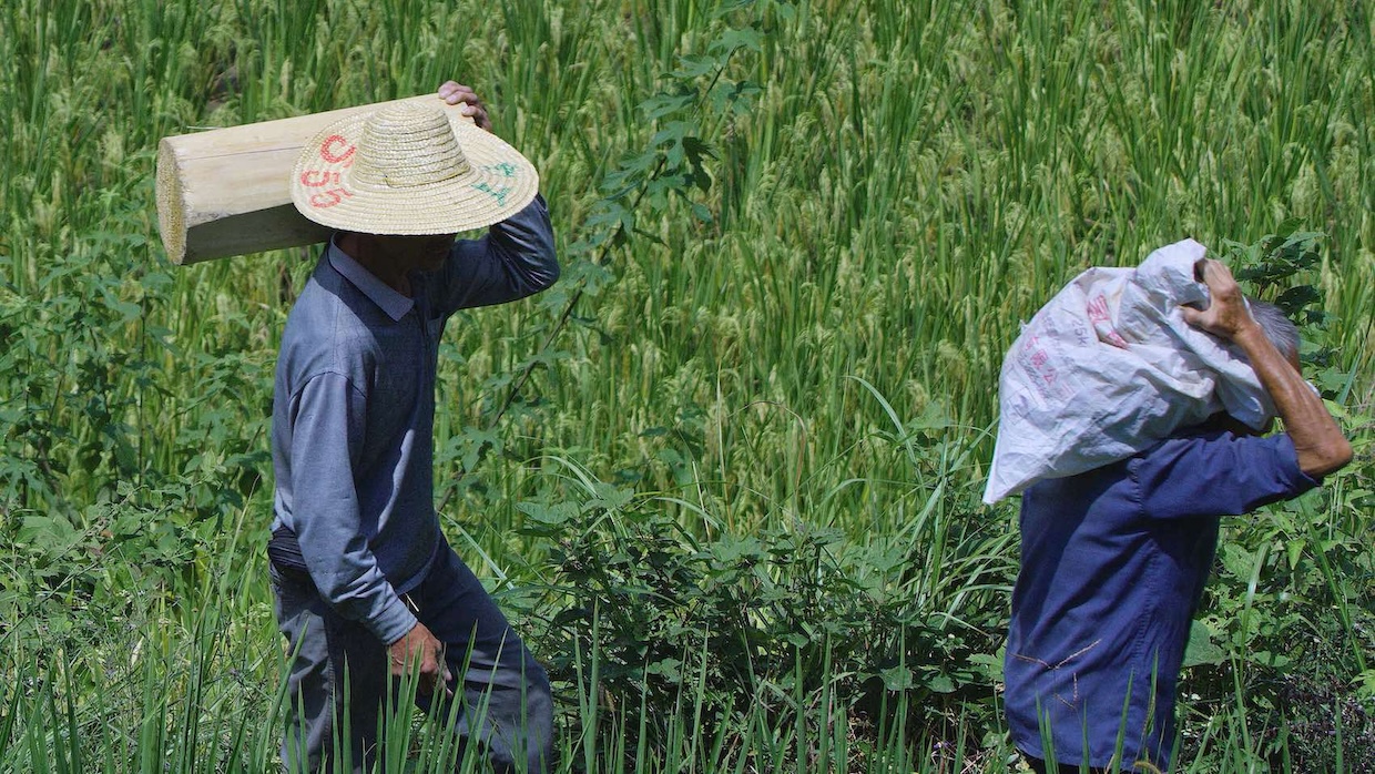 Two men in straw hats walk through a rice field.