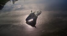 A horse stands with its head above the water of a rippling lake.