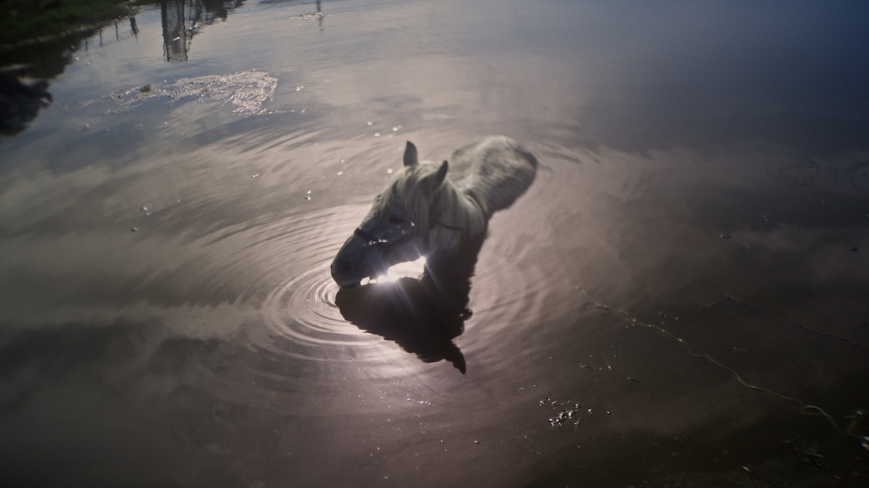 A horse stands with its head above the water of a rippling lake.