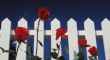 A white picket fence, red roses and blue skies in suburbia.