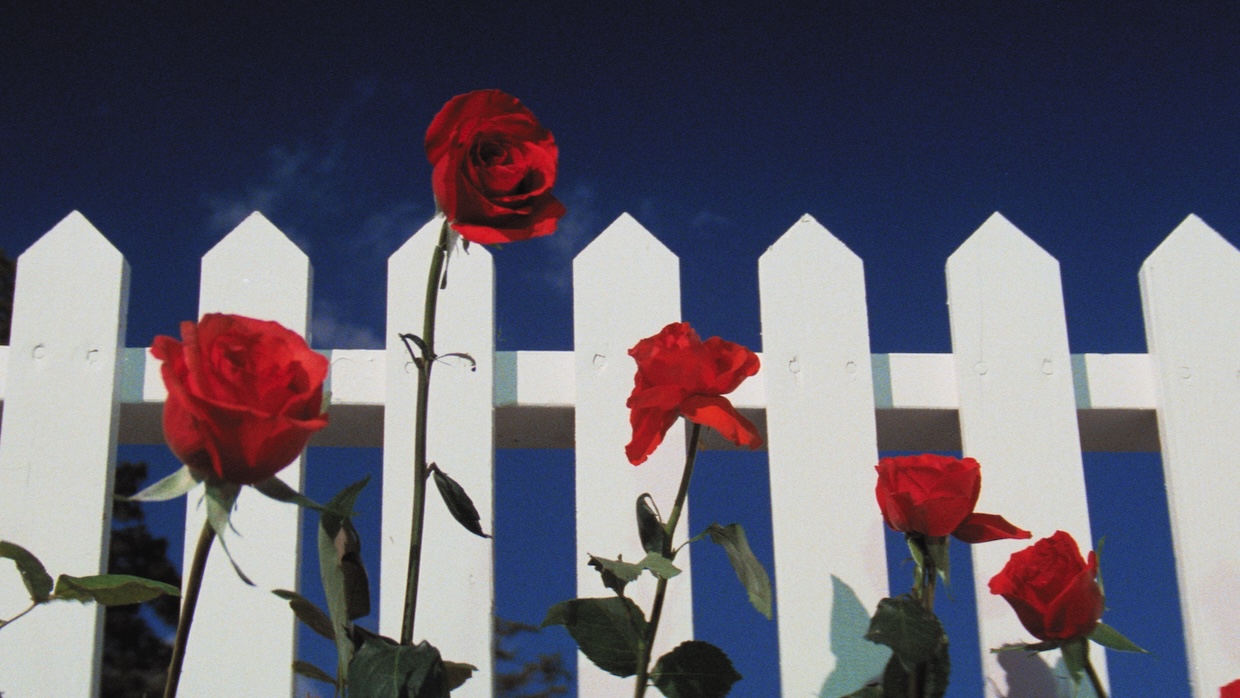 A white picket fence, red roses and blue skies in suburbia.