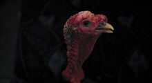 A turkey.