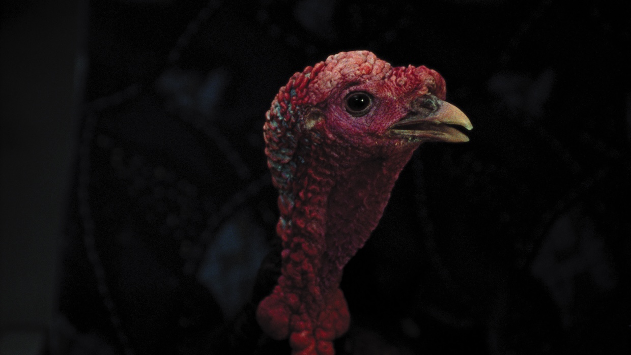 A turkey.