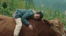 A young Chinese boys wearing a blue windbreaker and tan pants rests atop a large brown dairy cow.