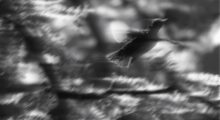 A bird takes flight.