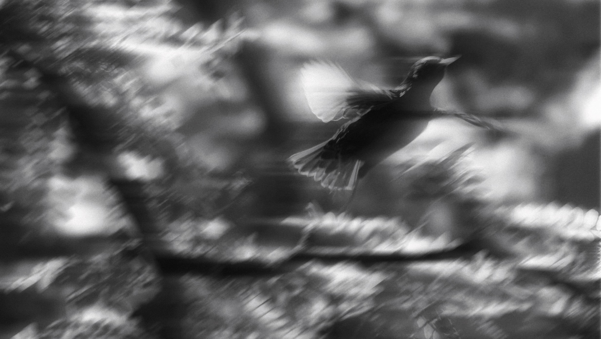 A bird takes flight.