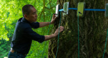 A man affixes wired devices around a ginkgo tree's stump.