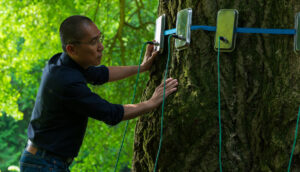 A man affixes wired devices around a ginkgo tree's stump.